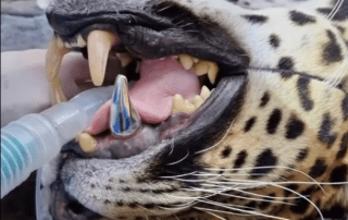 Restoring a Jaguars-Canine-Dentinova0