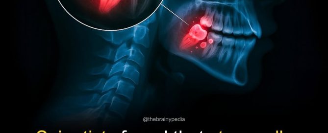 Stem Cells from Wisdom Teeth Could Revolutionize Medicine