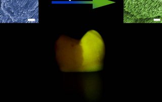 Tang and Shao Discovery in Regenerative Dentistry
