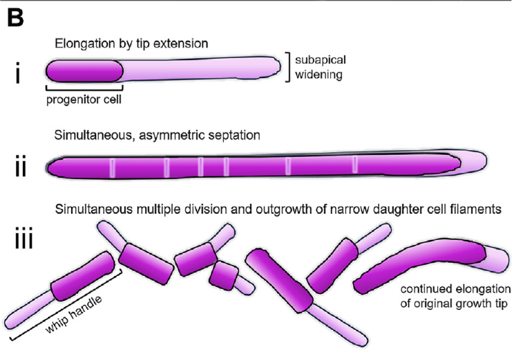 Not All Dental Plaque is Evil Some Bacteria Might Be Your Mouth’s Best Friends