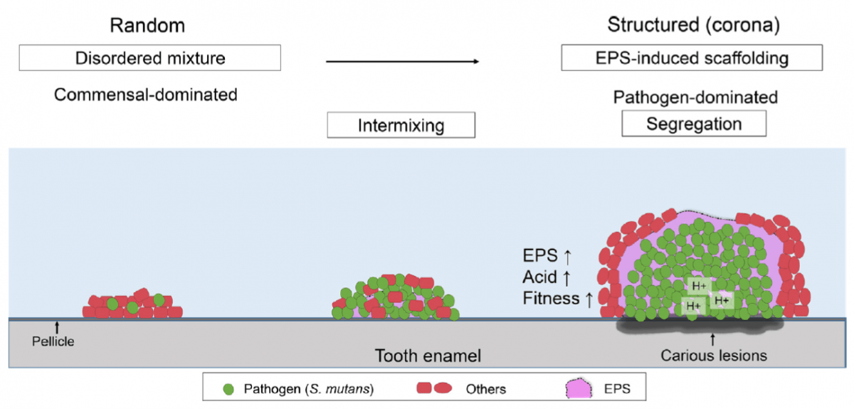 Not All Dental Plaque is Evil Some Bacteria Might Be Your Mouth’s Best Friends!