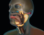 Tubarial Glands The Nasopharynx Hidden Salivary Glands