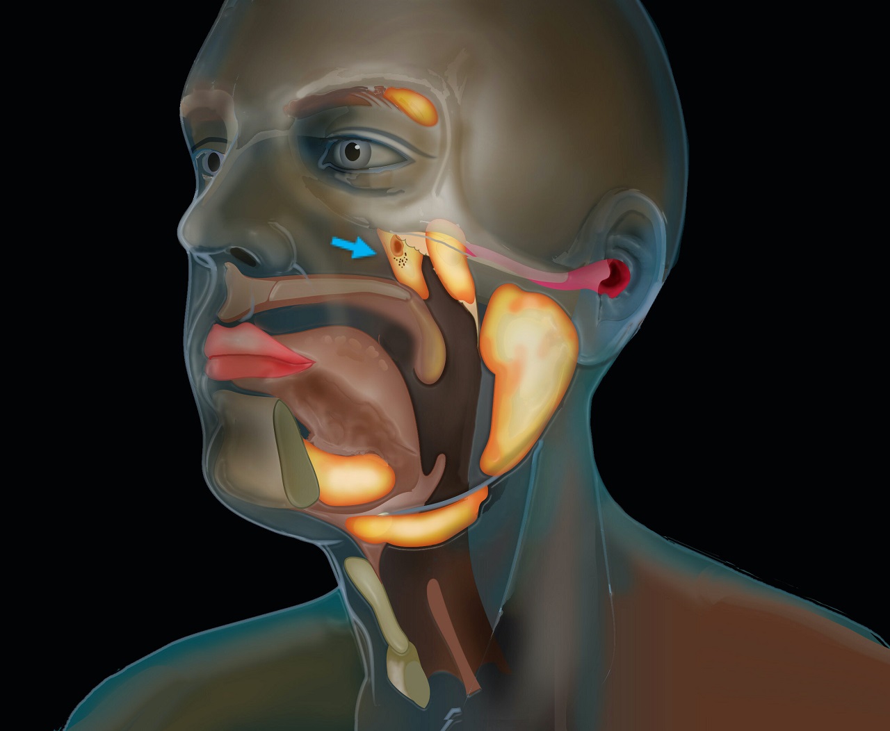 Tubarial Glands The Nasopharynx Hidden Salivary Glands