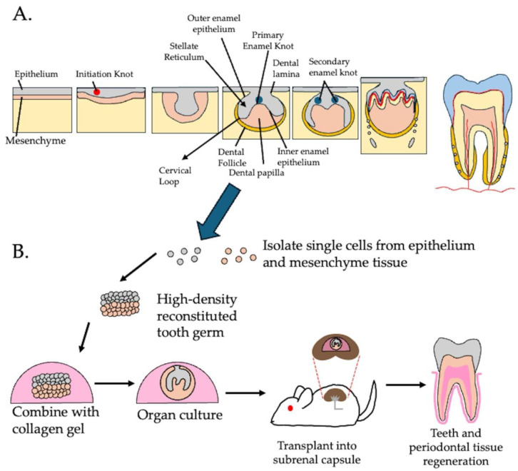 Endodontic Regeneration Therapy Strategies & Solutions